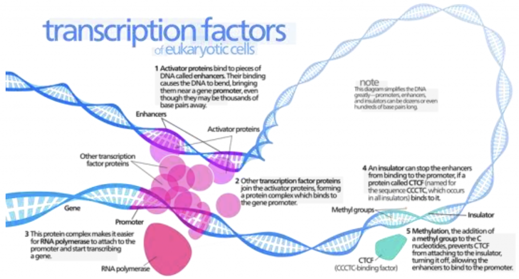 転写因子について 医学博士 Dr 松本のブログ